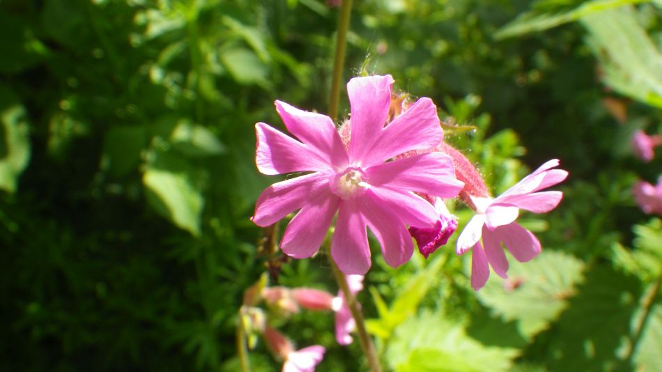 2018-05-23 09 St James and St Cross.jpg