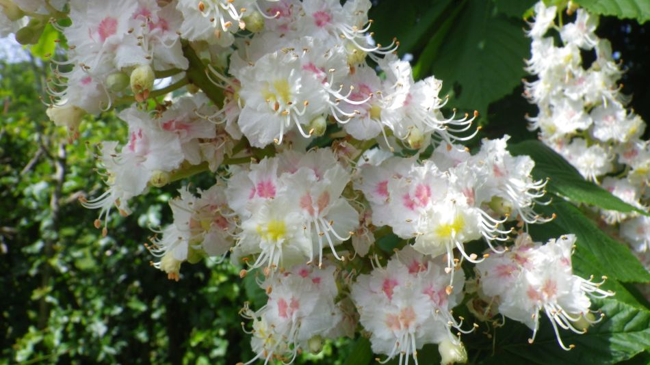 2019-05-22 03 Horse Chestnut Flowers.jpg