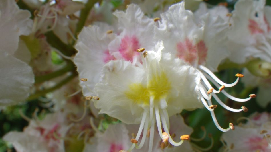 2019-05-22 04 Horse Chestnut Flowers.jpg