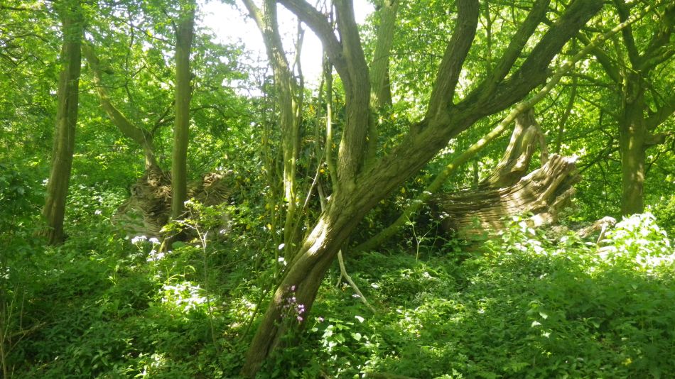 2019-05-22 17 Minster Ruins.jpg