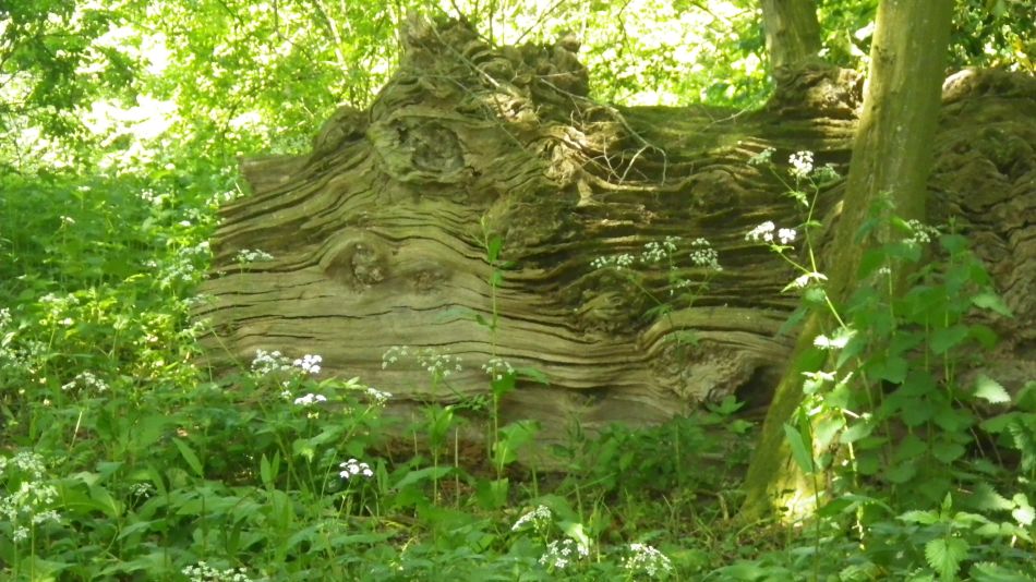 2019-05-22 18 Minster Ruins.jpg