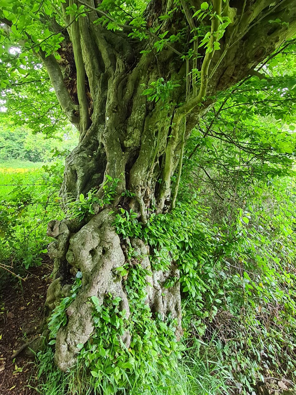 2022-05-25 14 Saints James and Cross.jpg