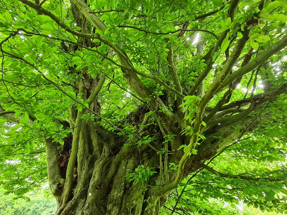 2022-05-25 15 Saints James and Cross.jpg