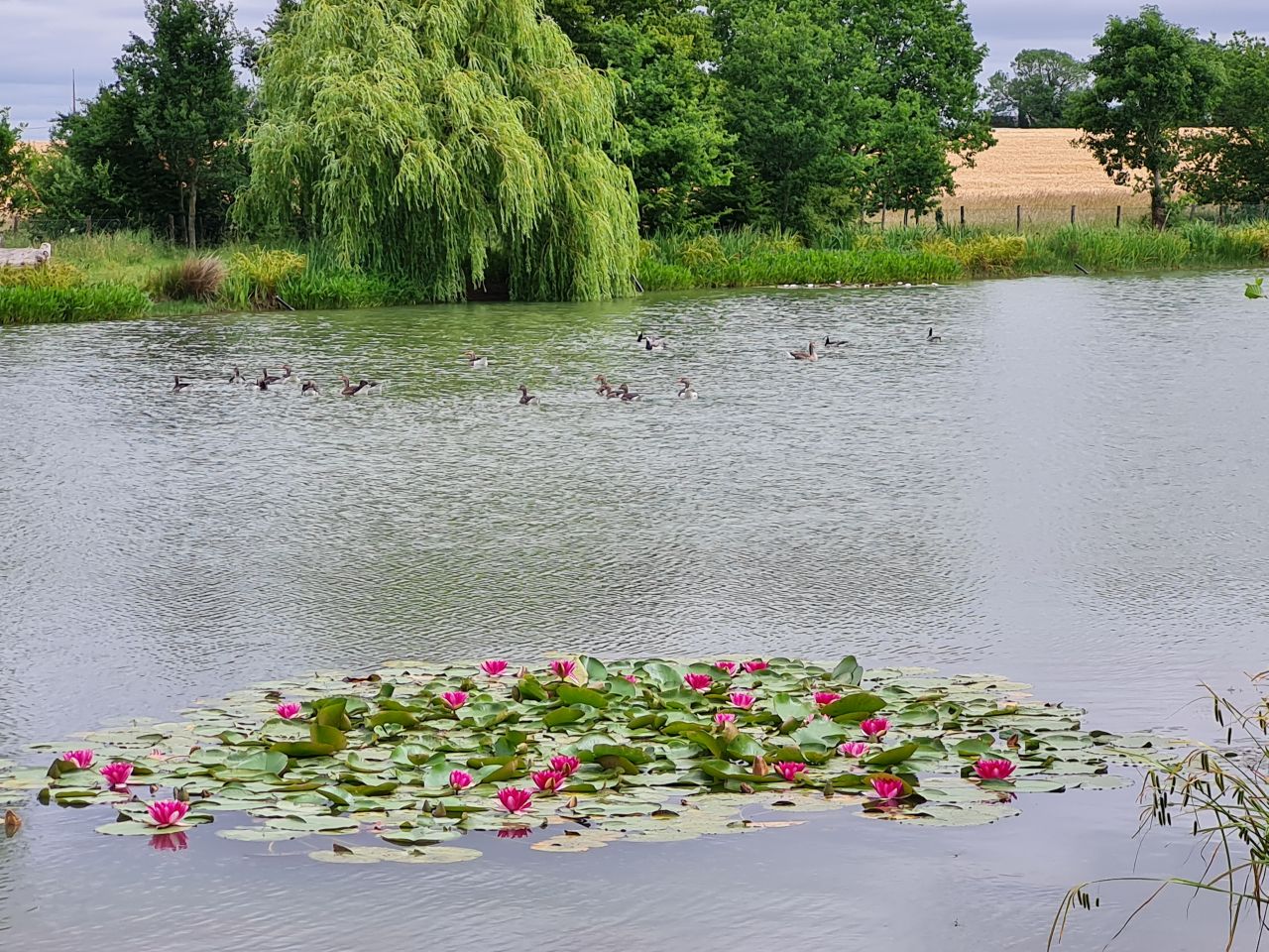 2025-06-25 07 Saint James South Elmham.jpg