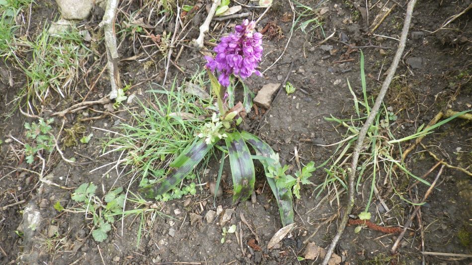 2019-04-28 11 Orchid.JPG