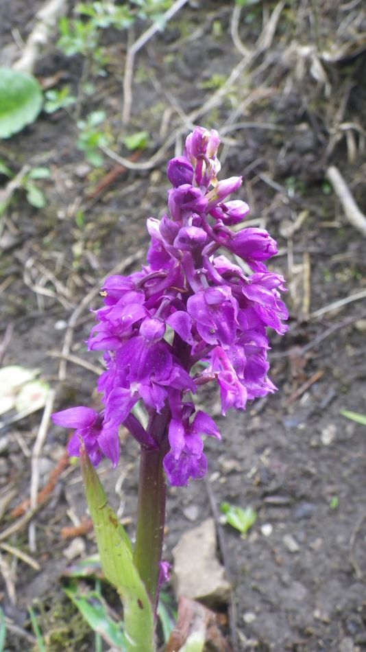2019-04-28 12 Orchid.JPG
