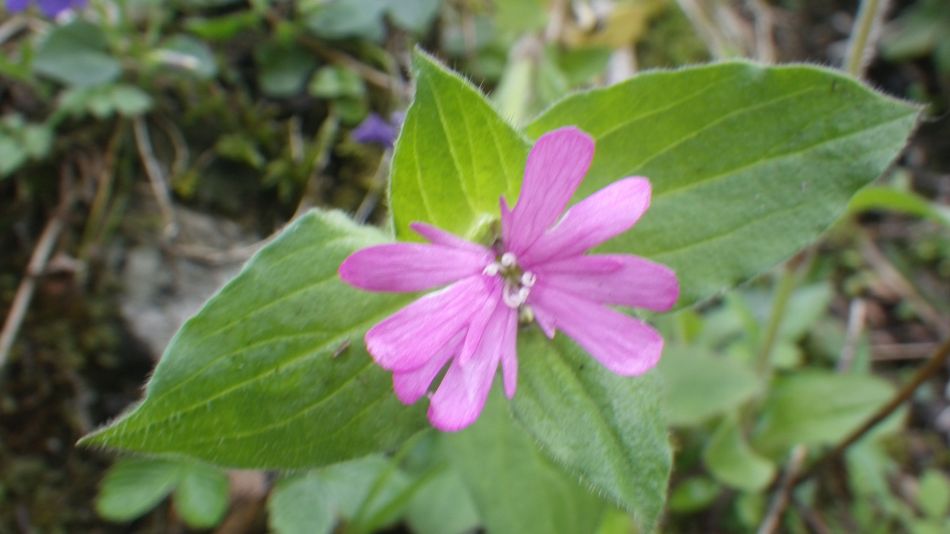 2019-04-28 13 Silene Perhaps.JPG