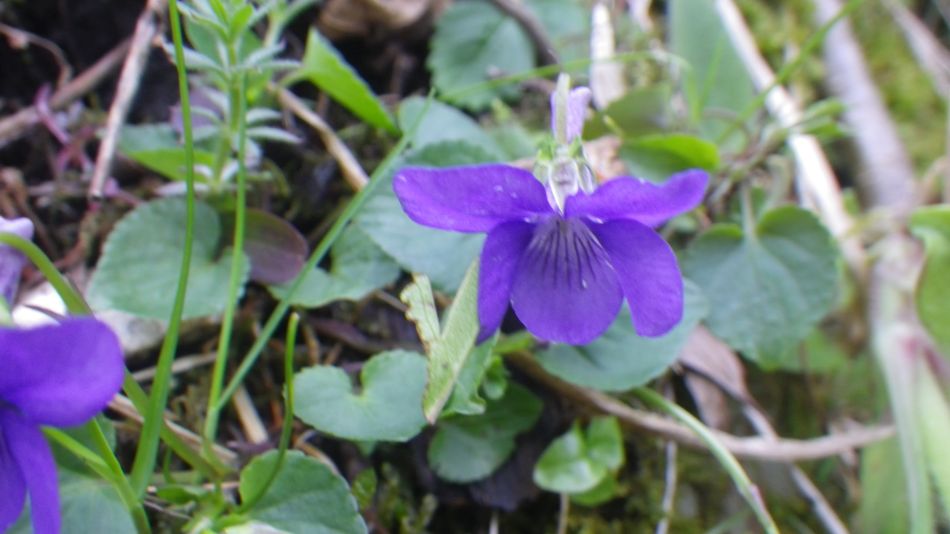 2019-04-28 14 Wood Violet.JPG