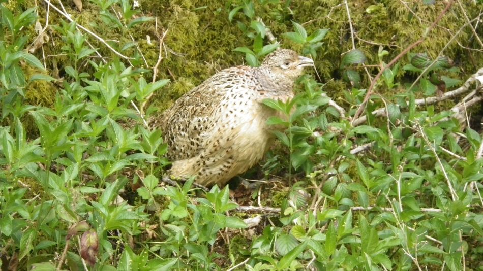2019-04-28 32 Pheasant.JPG