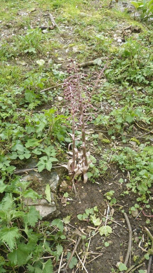 2019-04-28 40 Petasites hybridus or Butterbur.JPG