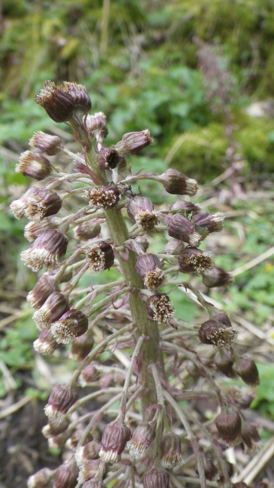 2019-04-28 41 Petasites hybridus or Butterbur.JPG
