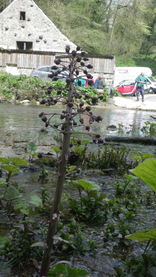 2019-04-28 42 Petasites hybridus or Butterbur.JPG