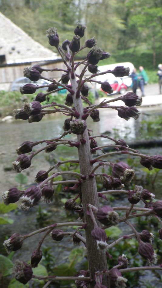 2019-04-28 43 Petasites hybridus or Butterbur.JPG