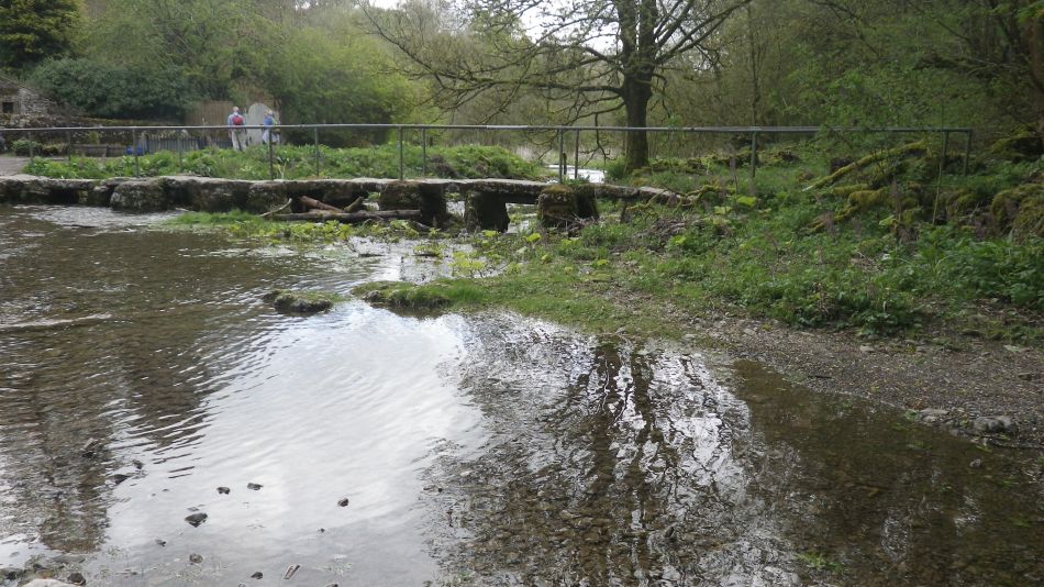 2019-04-28 44 Petasites hybridus or Butterbur.JPG