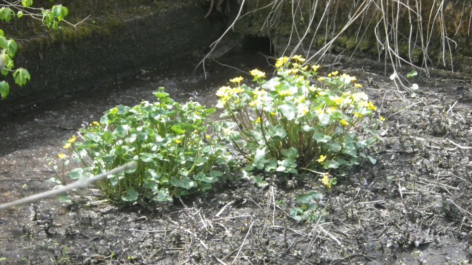 2019-04-28 54 Youlgreave and Over Haddon.JPG