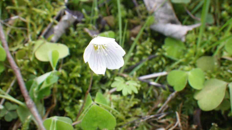 2019-04-28 60 Youlgreave and Over Haddon.JPG