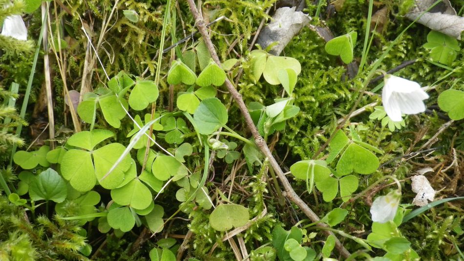 2019-04-28 61 Youlgreave and Over Haddon.JPG