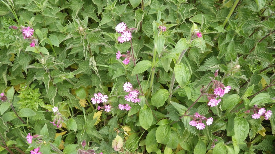 2017-05-07 03 Somerleyton and Blundeston.JPG