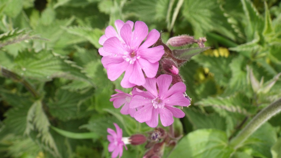 2017-05-07 04 Somerleyton and Blundeston.JPG