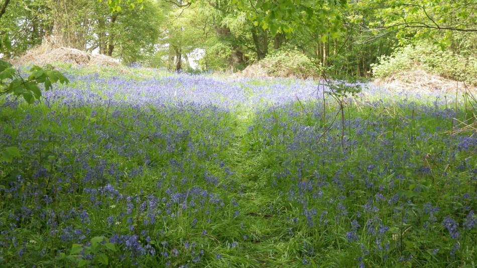 2017-05-07 19 Somerleyton and Blundeston.JPG