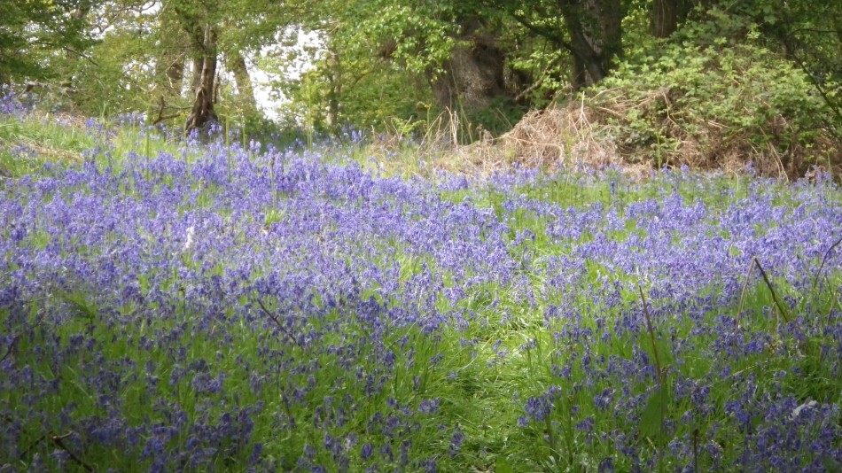 2017-05-07 20 Somerleyton and Blundeston.JPG