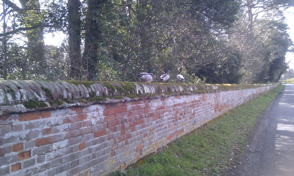 2019-04-04-07 Somerleyton Hall Ducks.jpg