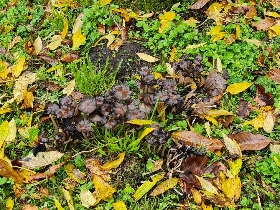 2022-10-30 15 Angles Way 25 - Somerleyton.jpg