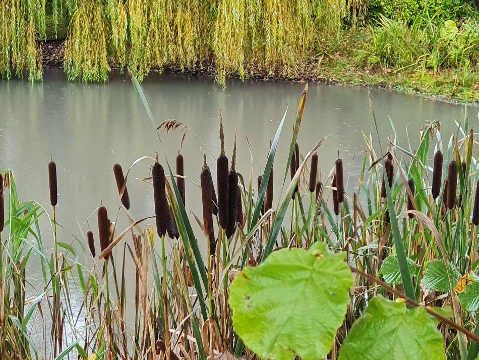 2022-10-30 17 Angles Way 25 - Somerleyton.jpg