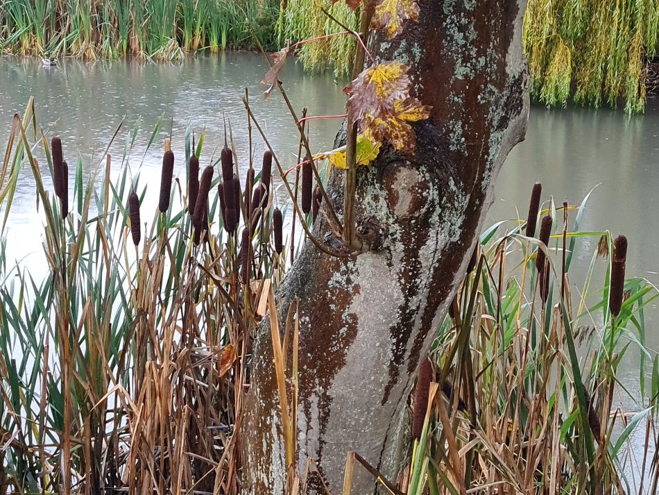 2022-10-30 18 Angles Way 25 - Somerleyton.jpg