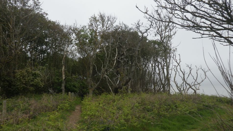 2018-05-20 06 Covehithe and Reydon.jpg