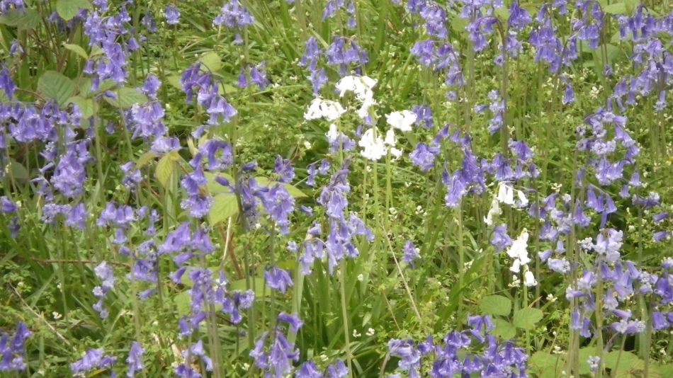 2018-05-20 08 Covehithe and Reydon.jpg