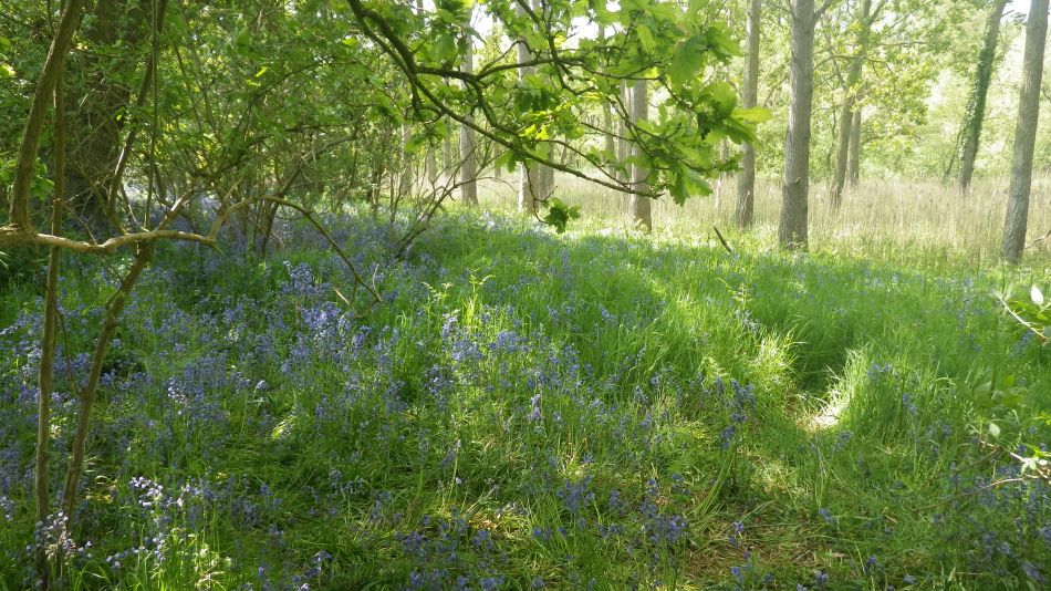 2018-05-20 19 Covehithe and Reydon.jpg