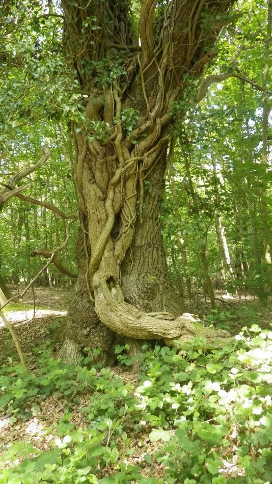 2018-05-20 22 Covehithe and Reydon.jpg