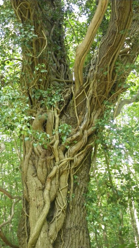 2018-05-20 23 Covehithe and Reydon.jpg