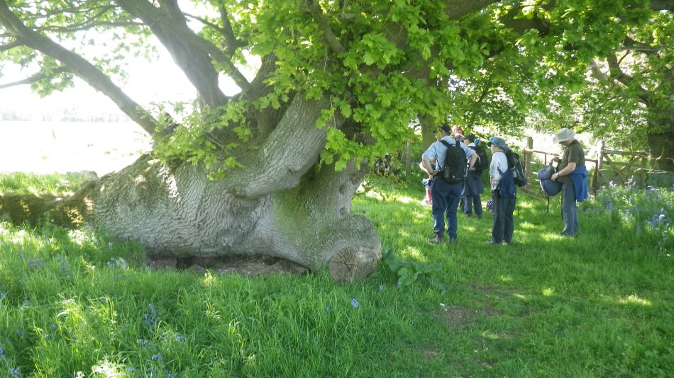 2018-05-20 24 Covehithe and Reydon.jpg