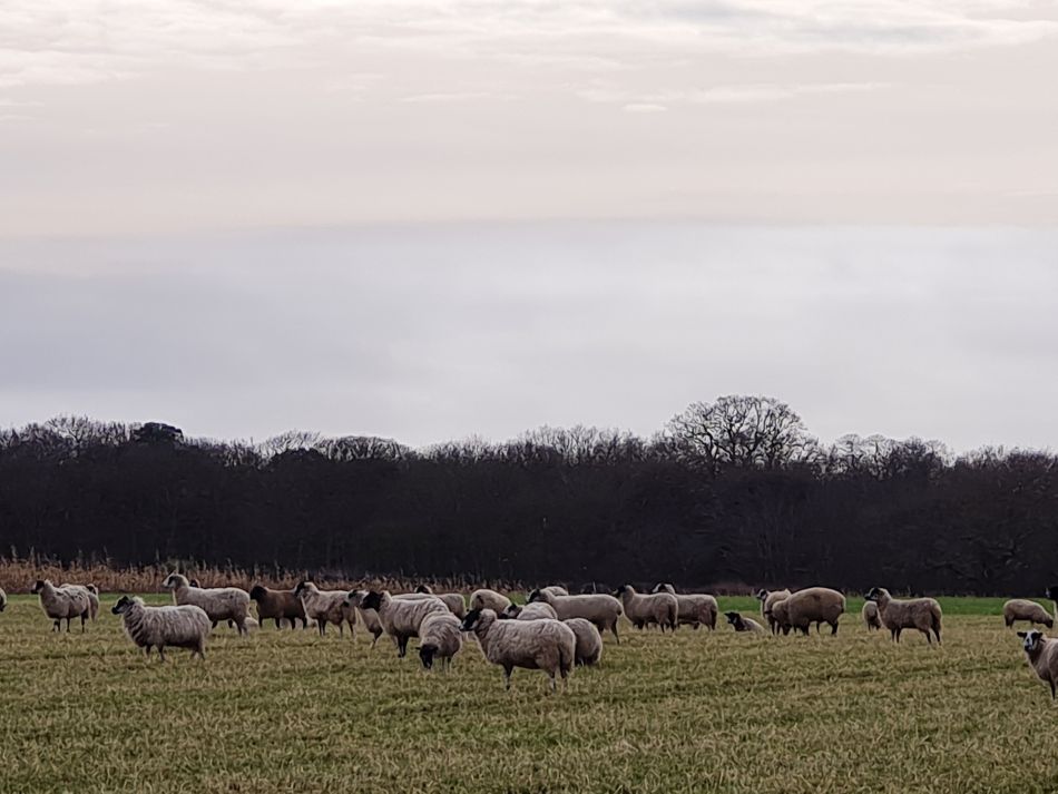 2024-02-07 05 Covehithe.jpg