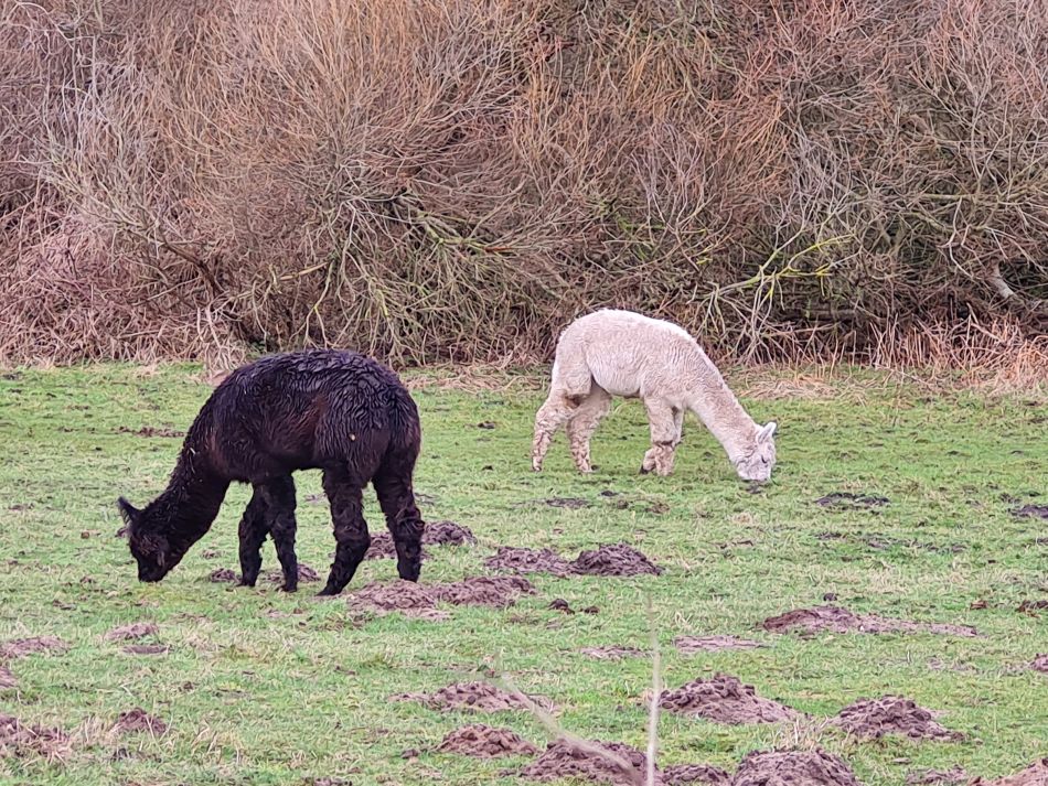 2024-02-07 07 Covehithe.jpg