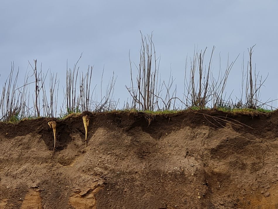 2024-02-07 15 Covehithe.jpg