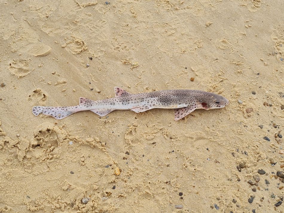 2024-02-07 18 Covehithe.jpg