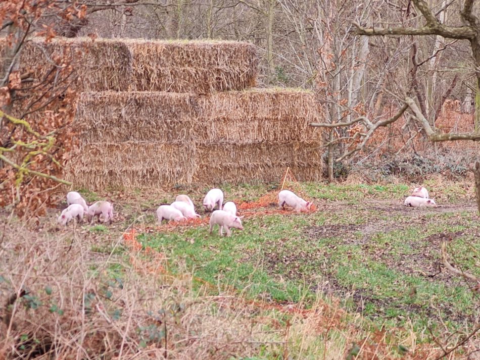 2024-02-07 38 Covehithe.jpg