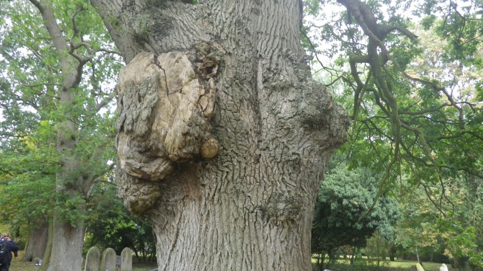 2019-09-07 10 Redgrave Hopton Thelnetham.jpg