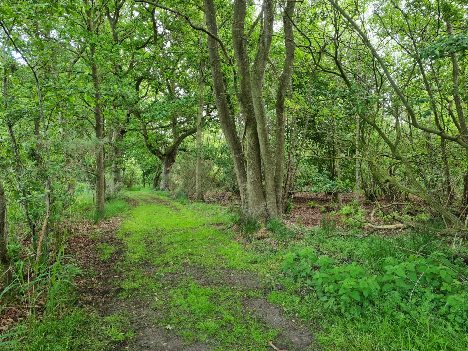 2022-05-29 05 Angles Way 7 - Thelnetham and Hinderclay.jpg