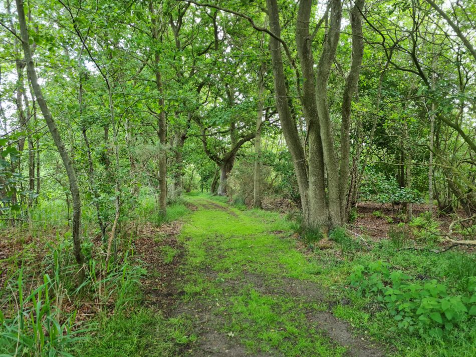 2022-05-29 06 Angles Way 7 - Thelnetham and Hinderclay.jpg