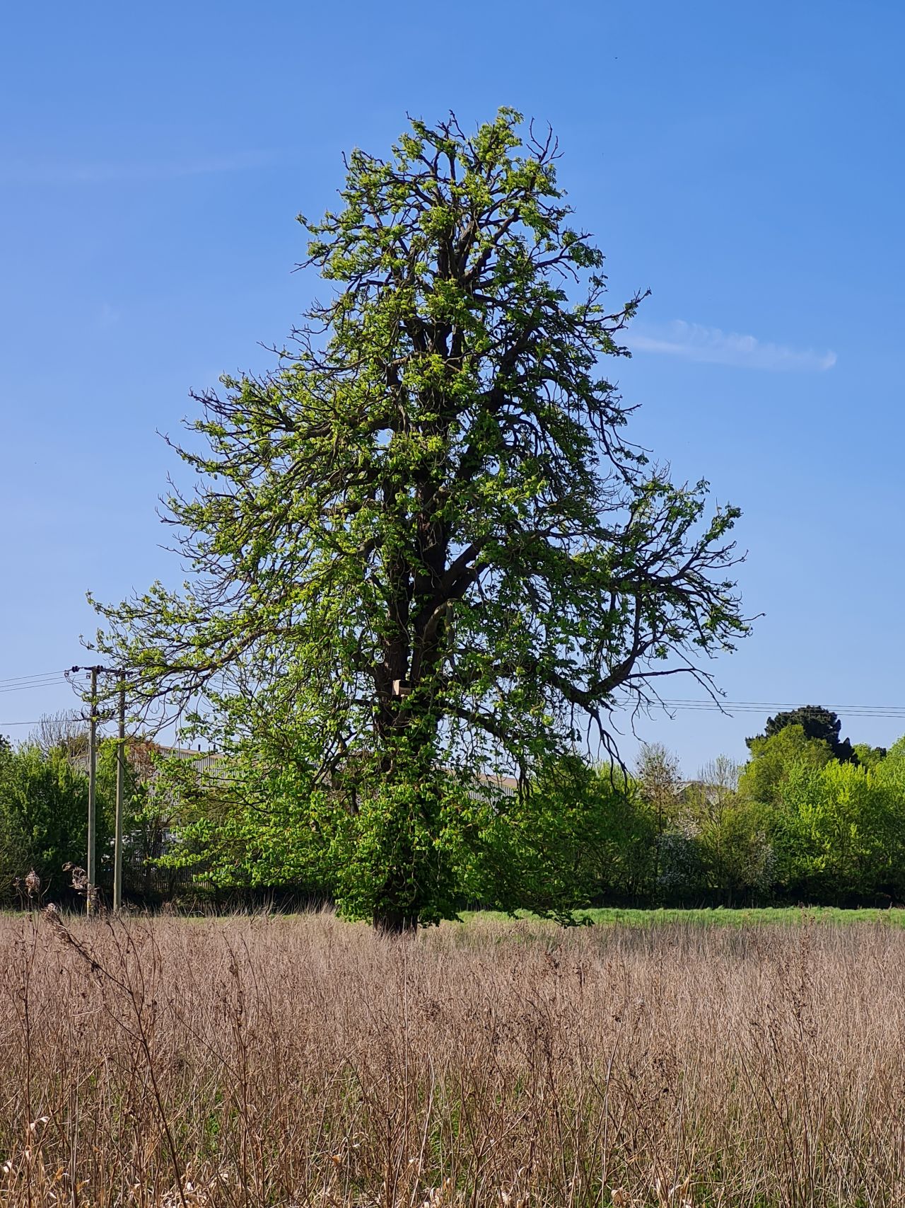 2025-04-29 10 Halesworth and Darsham.jpg