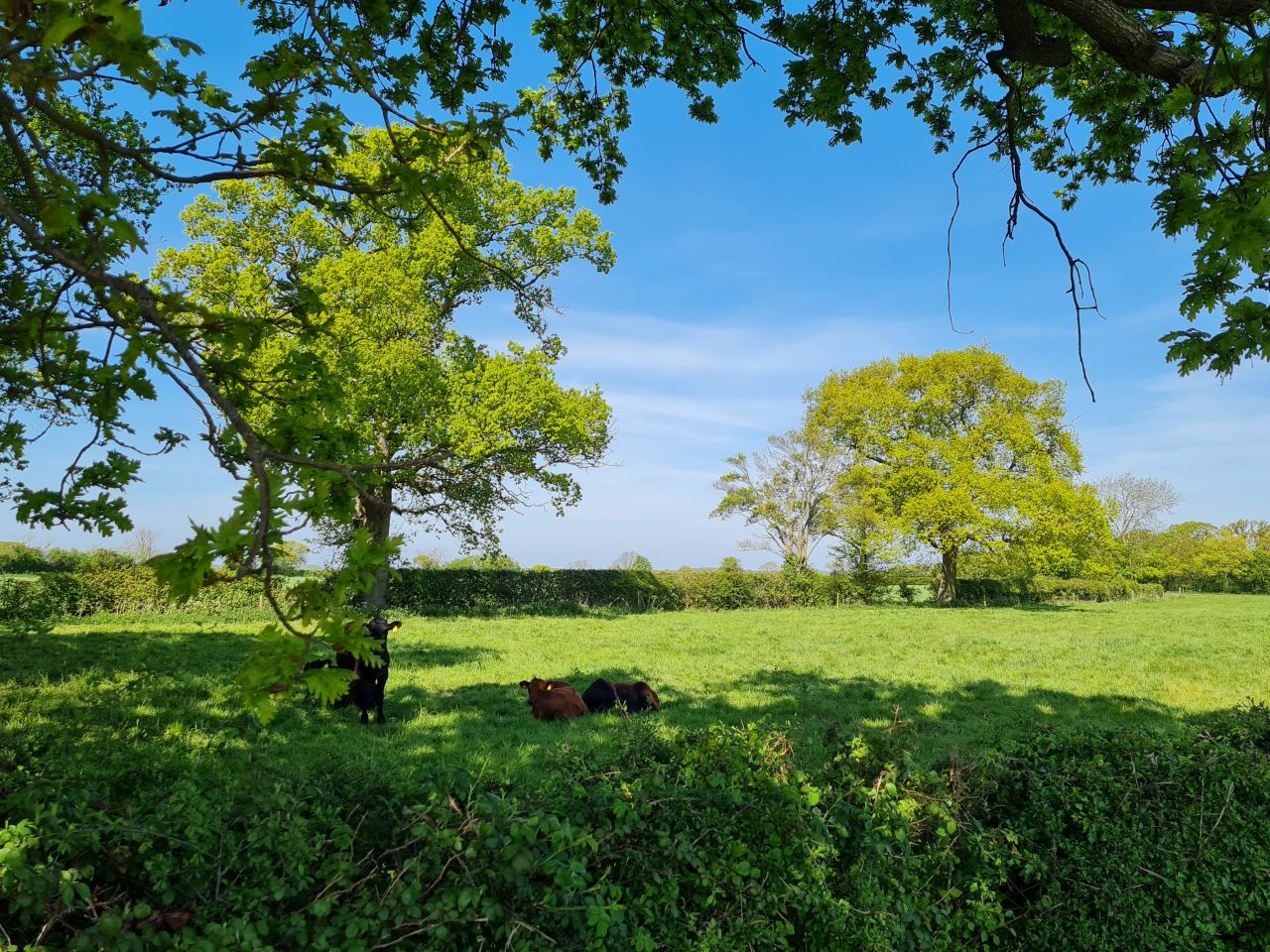 2025-04-29 13 Halesworth and Darsham.jpg