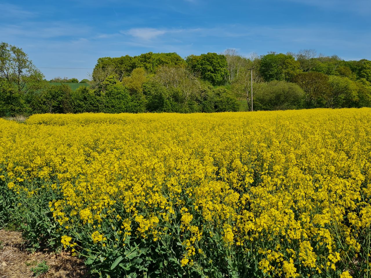 2025-04-29 14 Halesworth and Darsham.jpg