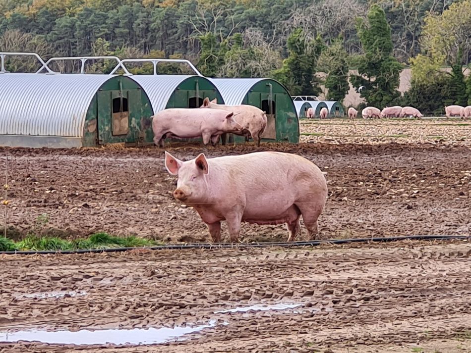 2022-11-08 11 Great Massingham.jpg