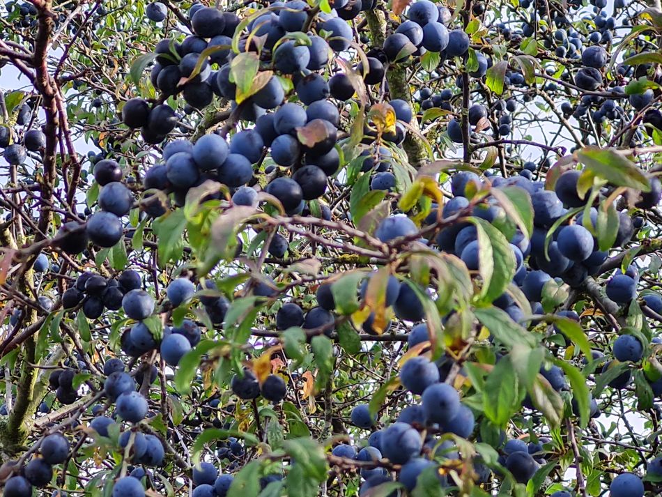 2022-11-08 13 Great Massingham.jpg