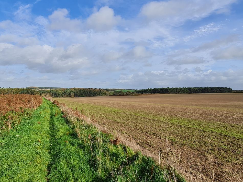 2022-11-08 14 Great Massingham.jpg