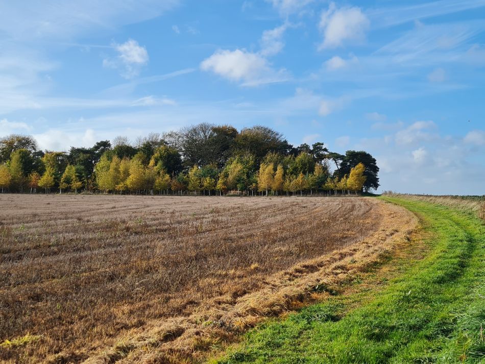 2022-11-08 15 Great Massingham.jpg